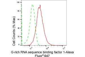 Flow cytometric analysis of G-rich RNA sequence binding factor 1 expression in HepG2 cells using G-rich RNA sequence binding factor 1 antibody (ABIN7798677), 1:2,000). (Recombinant GRSF1 抗体)