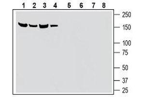 Western Blotting (WB) image for anti-Solute Carrier Family 28 (Sodium-Coupled Nucleoside Transporter), Member 3 (SLC28A3) (AA 432-447), (Extracellular) antibody (ABIN7043709)