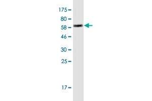 Western Blotting (WB) image for anti-Major Histocompatibility Complex, Class I, A (HLA-A) (AA 24-365) antibody (ABIN1326934)