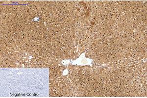 Immunohistochemical analysis of paraffin-embedded rat liver tissue. (HAO1 抗体)