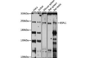 Western blot analysis of extracts of various cell lines, using ESPL1 antibody (ABIN7267070) at 1:1000 dilution. (Separase 抗体  (AA 1220-1500))