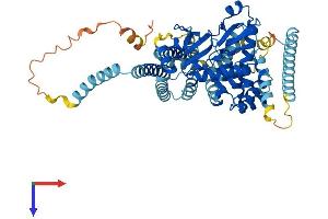 ADCK5 Protein (AA 1-580) (His tag)
