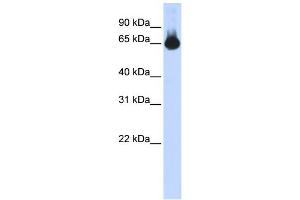 WB Suggested Anti-FOXG1 Antibody Titration: 0. (FOXG1 抗体  (N-Term))