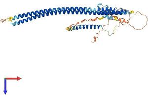 AlphaFold protein structure predicition of Mouse Recombinant Rilpl1 Protein, UniprotID Q9JJC6