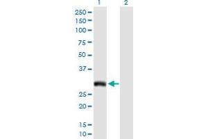 Western Blot analysis of AQP7 expression in transfected 293T cell line by AQP7 MaxPab polyclonal antibody. (Aquaporin 7 抗体  (AA 1-342))