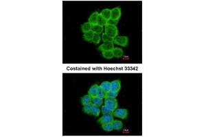 ICC/IF Image Immunofluorescence analysis of paraformaldehyde-fixed A431, using RGS17, antibody at 1:200 dilution. (RGS17 抗体  (C-Term))