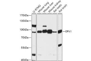 Western blot analysis of extracts of various cell lines, using EPN1 antibody (ABIN7267000) at 1:1000 dilution. (Epsin 1 抗体  (AA 130-180))