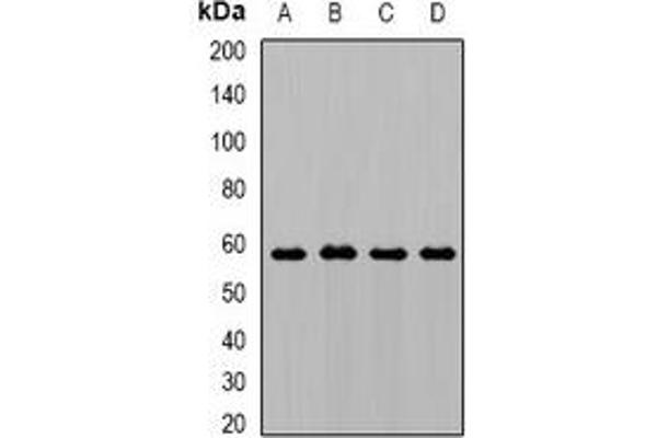 Alpha-amylase 1 抗体