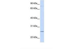 Image no. 1 for anti-Protocadherin gamma Subfamily C, 3 (PCDHGC3) (AA 144-193) antibody (ABIN6738157) (Protocadherin gamma Subfamily C, 3 (PCDHGC3) (AA 144-193) 抗体)