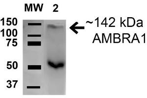 Western blot analysis of Rat Brain cell lysates showing detection of 142. (AMBRA1 抗体  (AA 200-300) (PE))
