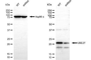 Western blotting analysis using UBE2T antibody (ABIN7800752). (Ube2t 抗体)