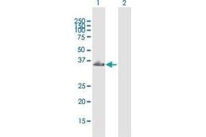 Western Blot analysis of TBC1D10A expression in transfected 293T cell line by TBC1D10A MaxPab polyclonal antibody.