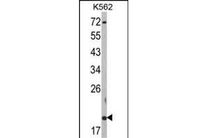 Western blot analysis of RNF5 Antibody (N-term) (ABIN652548 and ABIN2842368) in K562 cell line lysates (35 μg/lane). (RNF5 抗体  (AA 1-30))