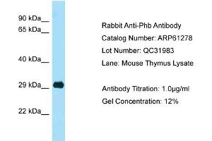 Western Blotting (WB) image for anti-Prohibitin (PHB) (C-Term) antibody (ABIN2788746) (Prohibitin 抗体  (C-Term))