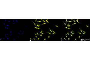 Immunocytochemistry/Immunofluorescence analysis using Rabbit Anti-Calreticulin Polyclonal Antibody . (Calreticulin 抗体  (Atto 390))