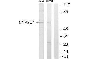 Western blot analysis of extracts from HeLa cells and Lovo cells, using CYP2U1 antibody. (CYP2U1 抗体  (Internal Region))