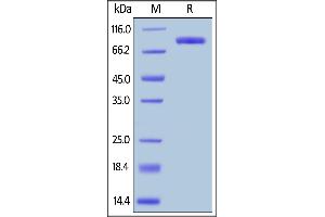 SDS-PAGE (SDS) image for Lymphocyte-Activation Gene 3 (LAG3) (AA 23-450) (Active) protein (Fc Tag) (ABIN5526624)