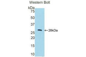 Western Blotting (WB) image for anti-Cathepsin C (CTSC) (AA 231-462) antibody (ABIN1858543)