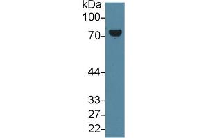 Western blot analysis of Mouse Placenta lysate, using Human TGM2 Antibody (1 µg/ml) and HRP-conjugated Goat Anti-Rabbit antibody ( (Transglutaminase 2 抗体  (AA 1-687))