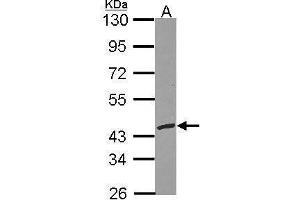 WB Image Sample (30 ug of whole cell lysate) A: Hela 10% SDS PAGE replication factor C3 antibody antibody diluted at 1:1000 (RFC3 抗体)