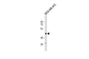 Anti-HSD17B2 Antibody (Center) at 1:1000 dilution + MDA-MB-453 whole cell lysate Lysates/proteins at 20 μg per lane. (HSD17B2 抗体  (AA 265-294))
