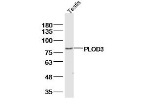 Mouse estis lysates probed with PLOD3 Polyclonal Antibody, Unconjugated  at 1:300 dilution and 4˚C overnight incubation.