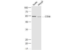 Lane 1: Mouse testis lysates Lane 2: Human HepG2 lysates probed with CBX4 Polyclonal Antibody, Unconjugated  at 1:300 dilution and 4˚C overnight incubation. (CBX4 抗体  (AA 401-500))