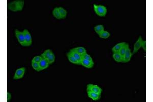 Immunofluorescent analysis of HepG2 cells using ABIN7167671 at dilution of 1:100 and Alexa Fluor 488-congugated AffiniPure Goat Anti-Rabbit IgG(H+L) (Renin 抗体  (AA 229-398))