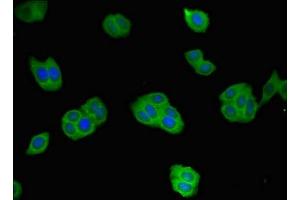 Immunofluorescent analysis of HepG2 cells using ABIN7167671 at dilution of 1:100 and Alexa Fluor 488-congugated AffiniPure Goat Anti-Rabbit IgG(H+L) (Renin 抗体  (AA 229-398))