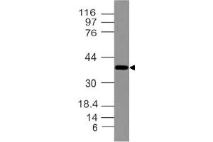 Image no. 1 for anti-Distal-Less Homeobox 3 (DLX3) (AA 93-282) antibody (ABIN5027158) (DLX3 抗体  (AA 93-282))