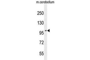 ADAMTS10 Antibody (N-term) western blot analysis in mouse cerebellum tissue lysates (35µg/lane).