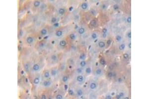 IHC-P analysis of Rat Tissue, with DAB staining. (HYAL1 抗体  (AA 40-449))