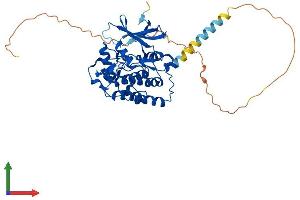 AlphaFold protein structure predicition of Human Recombinant CSNK1D Protein, UniprotID P48730