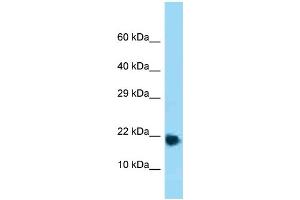WB Suggested Anti-Rpl32 Antibody Titration: 1. (RPL32 抗体  (Middle Region))