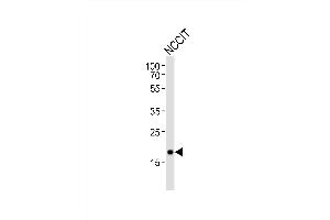 Western blot analysis of lysate from NCCIT cell line, using Mouse Hmga2 Antibody (N-term) (ABIN6243228 and ABIN6577800). (HMGA2 抗体  (N-Term))