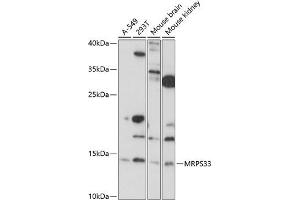 Western blot analysis of extracts of various cell lines, using MRPS33 antibody (ABIN7268586) at 1:1000 dilution. (MRPS33 抗体  (AA 1-106))