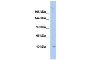 KIF1A antibody used at 1 ug/ml to detect target protein.
