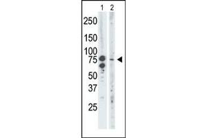 The anti-BRD3 Pab (ABIN392610 and ABIN2842132) is used in Western blot to detect BRD3 in mouse brain tissue lysate (Lane 1) and Saos-2 cell lysate (Lane 2). (BRD3 抗体  (C-Term))