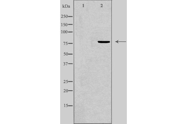 Foxk1 抗体  (Internal Region)