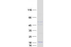 Western Blotting (WB) image for Proteasome (Prosome, Macropain) Assembly Chaperone 3 (PSMG3) (Transcript Variant 1) protein (Myc-DYKDDDDK Tag) (ABIN2730026)