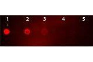 Dot Blot (DB) image for Goat anti-Mouse IgG (Heavy & Light Chain) antibody (TRITC) (ABIN101746)