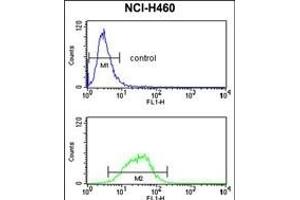 G Antibody (Center) (ABIN652791 and ABIN2842519) flow cytometry analysis of NCI- cells (bottom histogram) compared to a negative control cell (top histogram). (MAG 抗体  (AA 439-466))