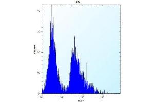 Flow cytometric analysis of 293 cells using AP51969PU-N (right histogram) compared to a negative control cell (left histogram). (GSTT1 抗体  (N-Term))
