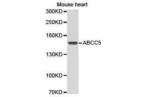Western Blotting (WB) image for anti-ATP-Binding Cassette, Sub-Family C (CFTR/MRP), Member 5 (ABCC5) antibody (ABIN1870723) (ABCC5 抗体)