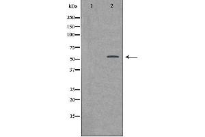 Western blot analysis of extracts from HeLa cells using BMP3 antibody. (BMP3 抗体  (Internal Region))