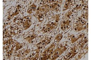 ABIN6275179 at 1/100 staining Human kidney tissue by IHC-P. (GNB5 抗体  (Internal Region))