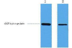 Western Blotting (WB) image for anti-Glutathione S Transferase (GST) antibody (ABIN3181248)
