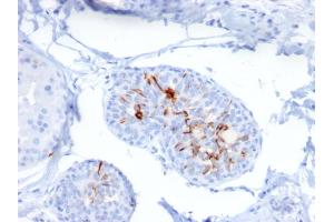 Immunohistochemistry (IHC) image for anti-Zinc Finger and SCAN Domain Containing 29 (ZSCAN29) antibody (ABIN6939195)