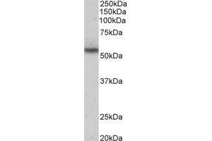 Western Blotting (WB) image for anti-MARE (C16orf35) (Internal Region) antibody (ABIN2464997) (Mare/Nprl3/C16orf35 抗体  (Internal Region))
