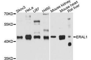 Western blot analysis of extracts of various cell lines, using ERAL1 antibody. (ERAL1 抗体)